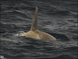 white orca2