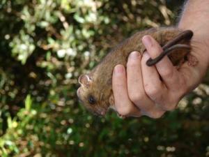 cloud rat