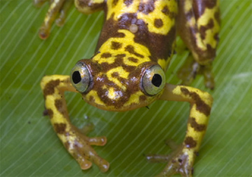 Afrixalus frog