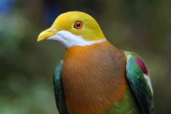 foja fruit-dove