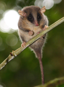 new pygmy possum