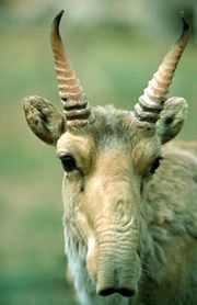 180px-saiga.jpg