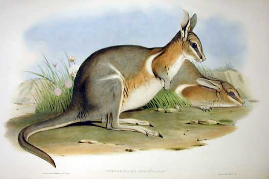 British Wallaby