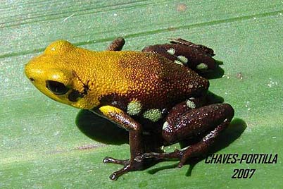 Poisonous Golden Frog