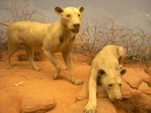 Tsavo Maneaters