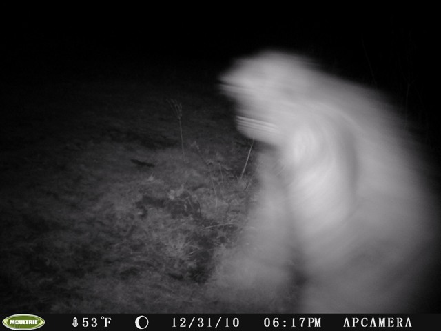 Ohio Bigfoot Game Cam Photo
