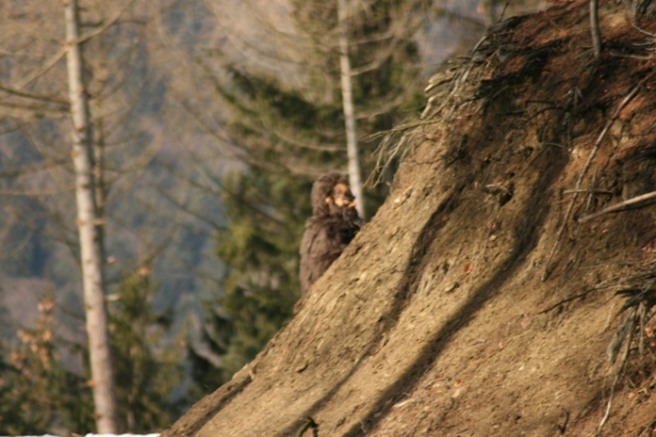 Romanian Bigfoot Photo