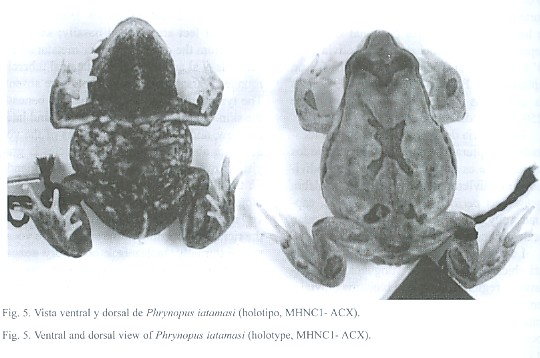 Phrynopus adenopleurus