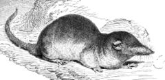 anothershrew