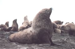 240px-steller_sea_lion_bull.jpg