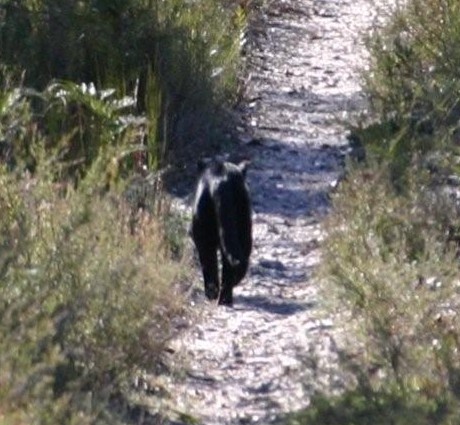 Aussie Mystery Cat