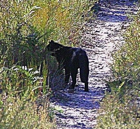 Aussie Mystery Cat