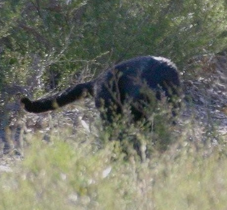 Aussie Mystery Cat