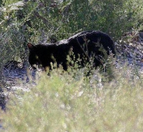 Aussie Mystery Cat