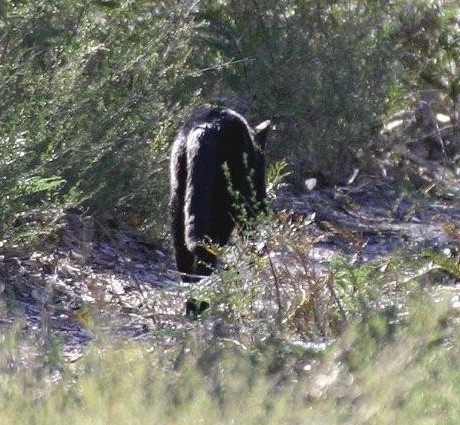 Aussie Mystery Cat