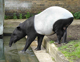 277px-malayan_tapir.JPG