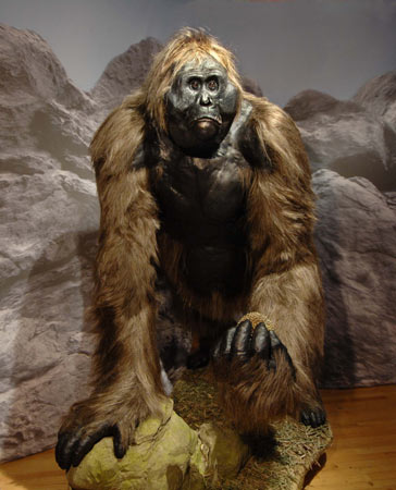 Gigantopithecus AMNH