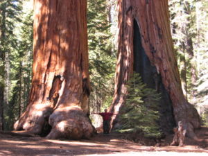 Sequoia Nat Park