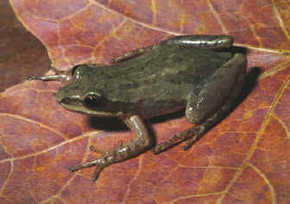 cajun chorus frog