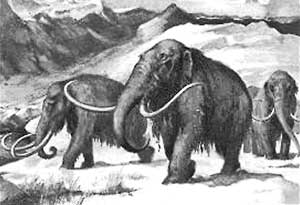 mammoth herd