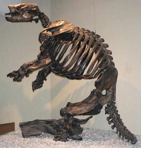 573px-glossotherium_harlani_p1350719.jpg