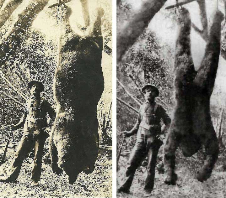 Alaskan-bear-photo-and-dead-bigfoot-photo1a