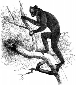 Black indri, SG Goodrich, The Animal Kingdom Illustrated, AJ Johnson & Co, NY, 1885, p119