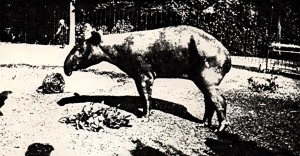 Brevet's black Malayan tapir at Rotterdam Zoo 1