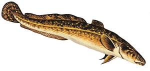 Burbot. Lota lota.