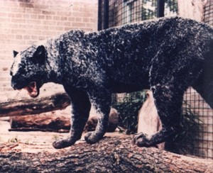 Cobweb panther of Glasgow Zoo 1, Graham Law