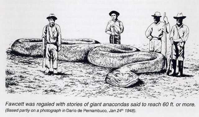 Explorer Fawcett giant snake