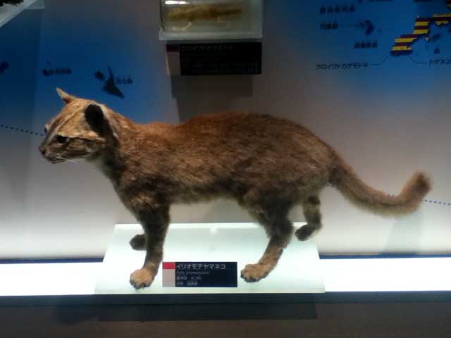 Iriomote wildcat