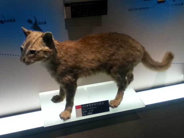 Iriomote wildcat