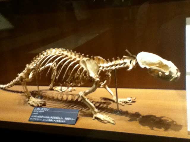 Japanese river otter