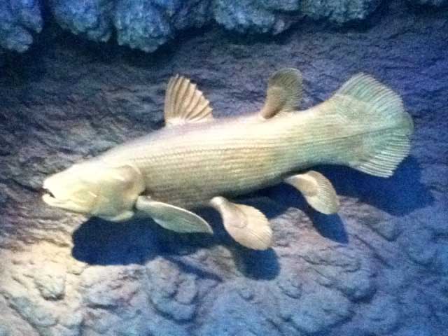 coelacanth