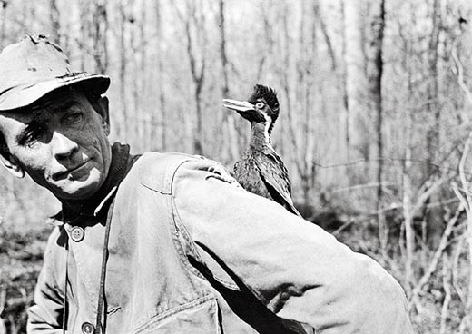 James T. Tanner ivory billed woodpecker