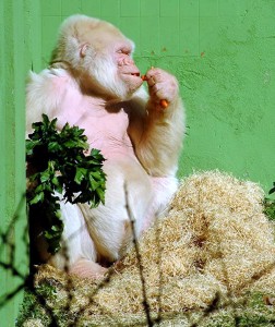 Little Snowflake, white gorilla, close-up, public domain