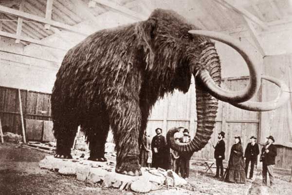 Mammoth