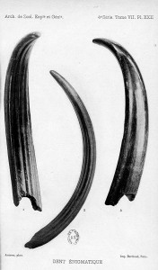 Mystery ivory tusk, 1907, 1