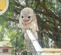 Potoo