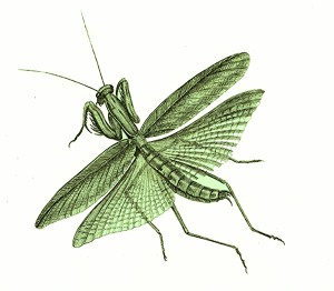 Praying mantis, 19th-Century engraving, public domain
