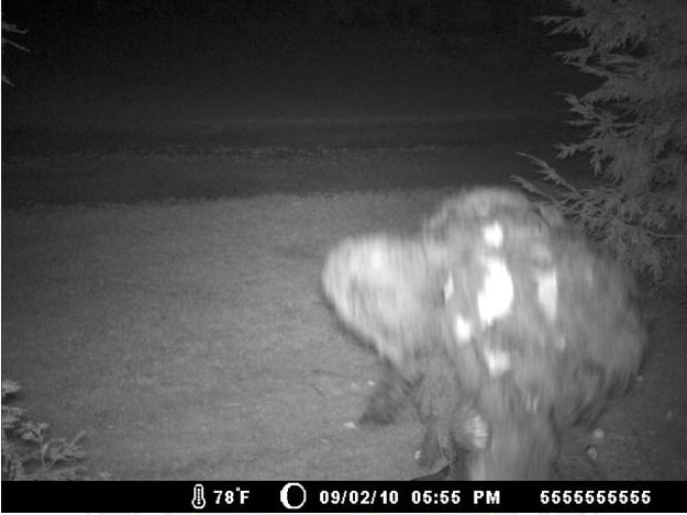 Vermont Trail Cam Bigfoot