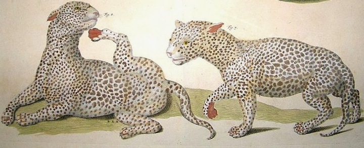 Speckled mystery cats, labelled tigers, Albertus Seba, 1750s, close-up