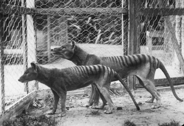 The last Tasmanian Tigers in captivity.