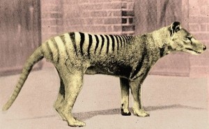 Thylacine