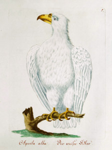 White eagle Aquila alba, 1790 painting