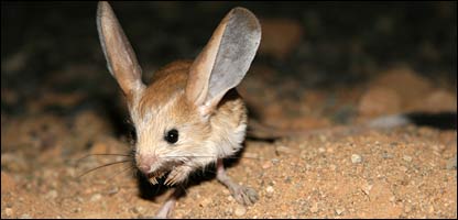 jerboa1