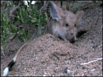 jerboa2