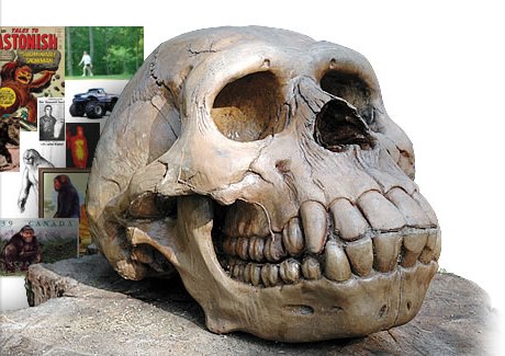 Sasquatch Skull baffles Scientists!