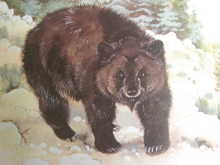 atlas-bear.jpg